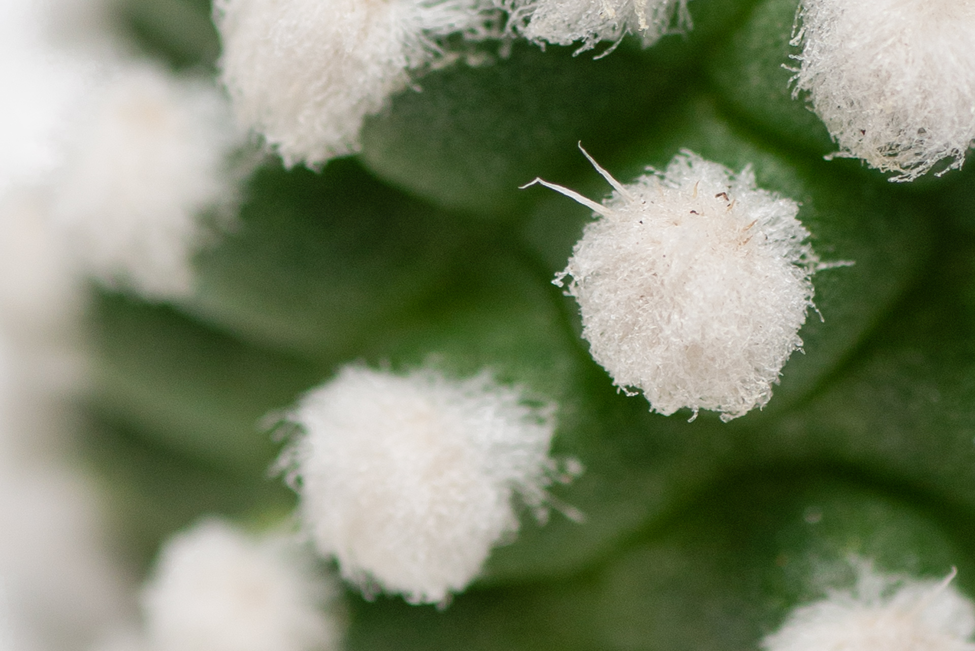 多肉圖鑑：雪球仙人掌 （仙人掌科 乳突球屬） 乳突球屬 雪球仙人掌 刺座細節