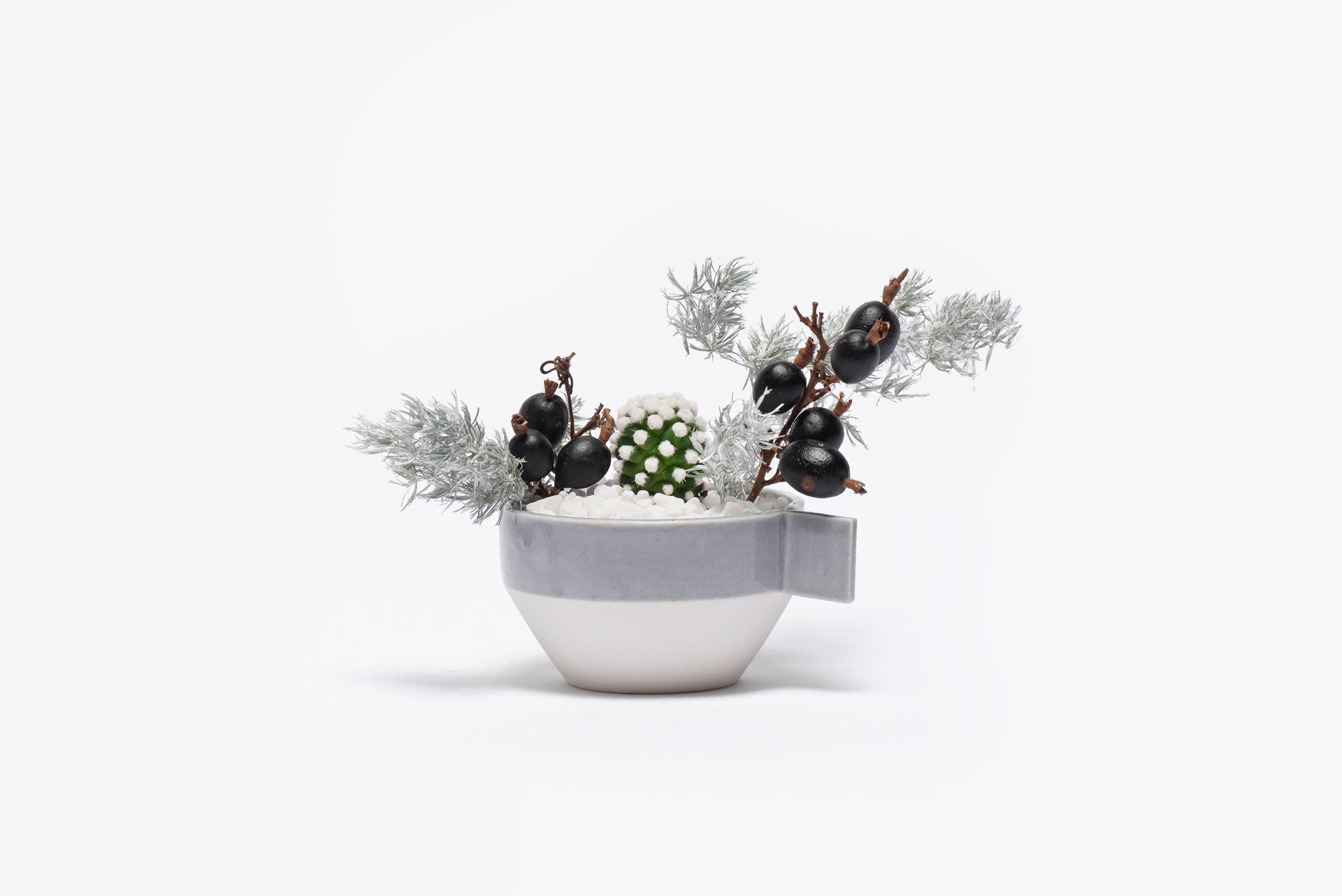 乳突球屬-雪球仙人掌