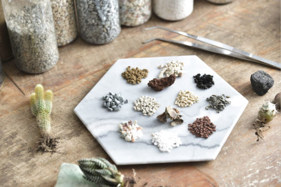 松柏是什麼？ 6 種常見松柏圖鑑，從葉子清楚看出差別 介質