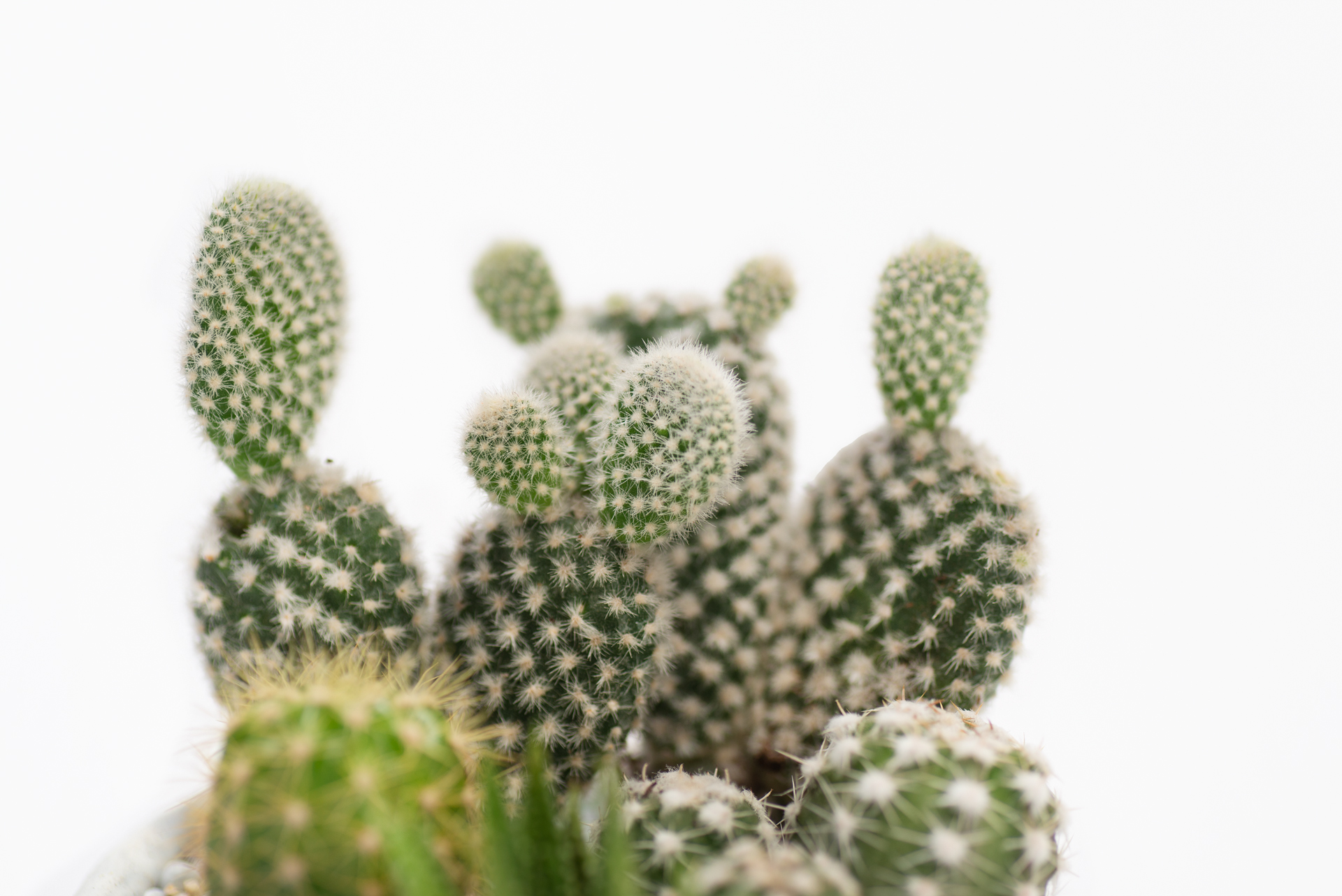 仙人掌換盆時機