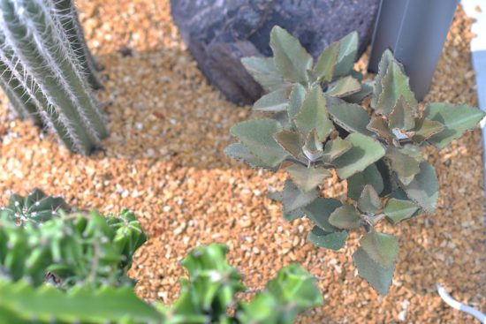 景天科多肉植物 仙女之舞 兔耳 多肉1