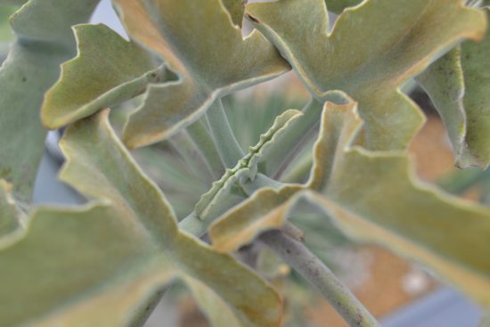 景天科多肉植物 仙女之舞 兔耳 多肉2