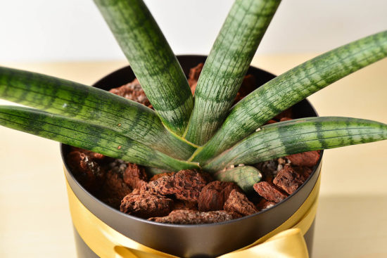 佛手虎尾蘭基部照片