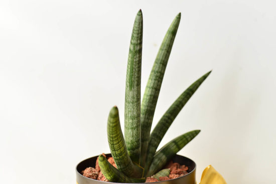 佛手虎尾蘭側邊照片