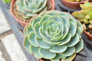 景天科多肉植物 兩種多肉工作區域 1 複本 3