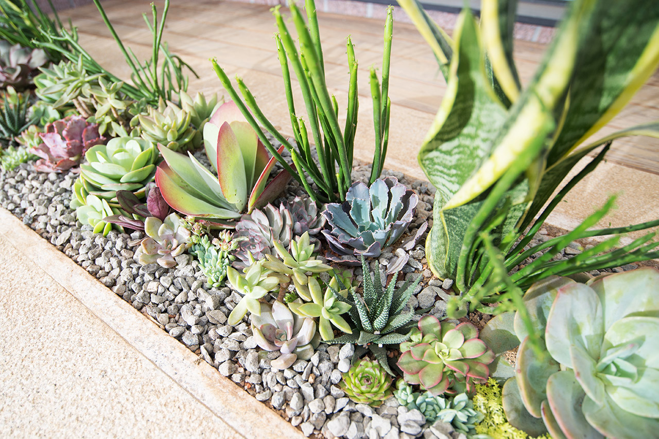 台北買農藥不再困難，快速拯救你的植物寶貝！ 台北大直多肉植物造景 32