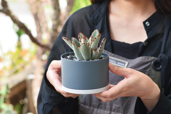 景天科多肉植物 台灣深灰色盆器與多肉兔耳的組合7