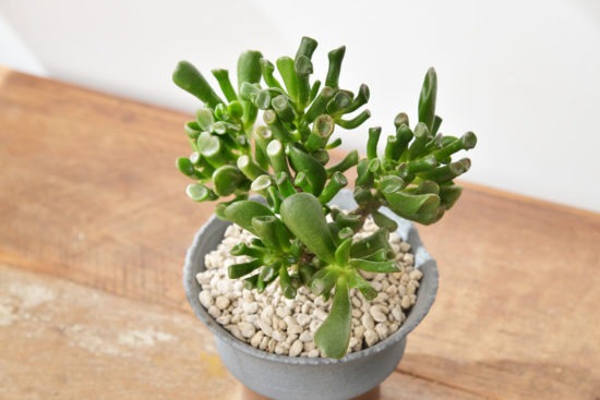 景天科多肉植物 台灣陶盆＋史瑞克耳朵多肉植物6