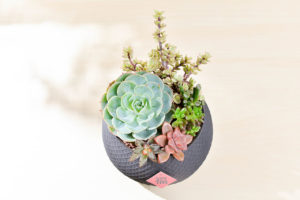 多肉 七福神 盆栽送禮