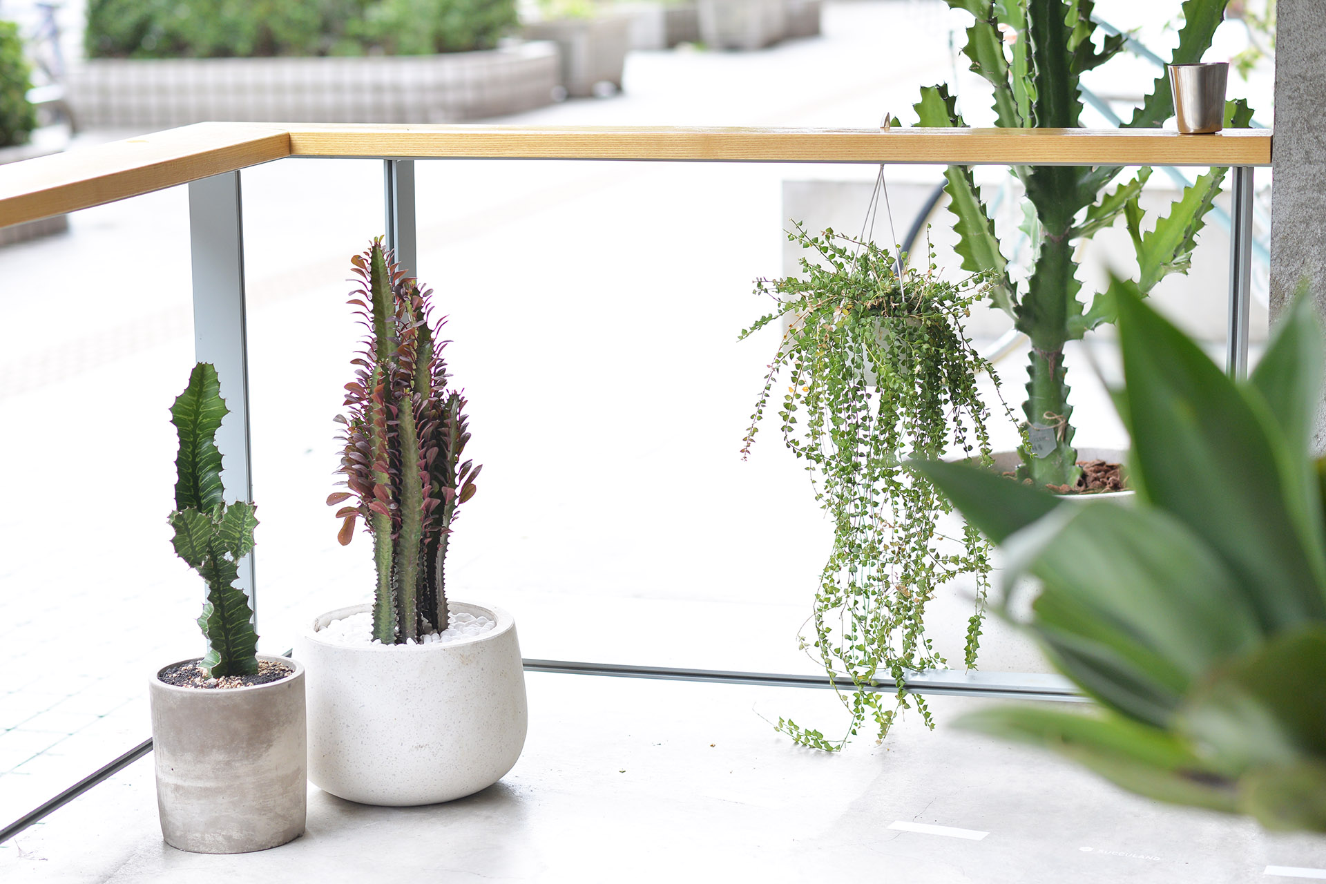 空間造景 商業空間植物造景，有肉SUCCULAND12