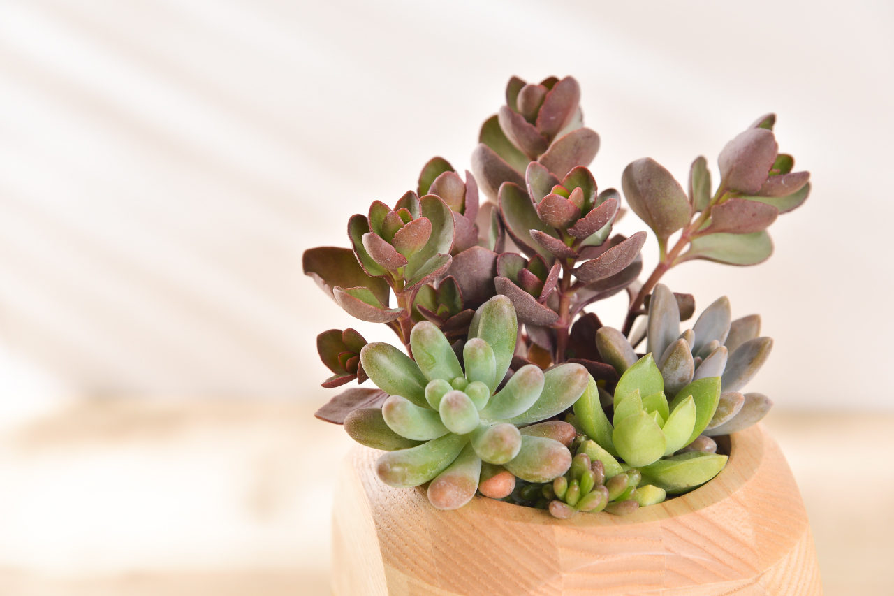 白姬之舞 秋麗 靜夜玉綴 乙女心 朱蓮 多肉植物 多肉組盆 祝賀花禮 加州夕陽