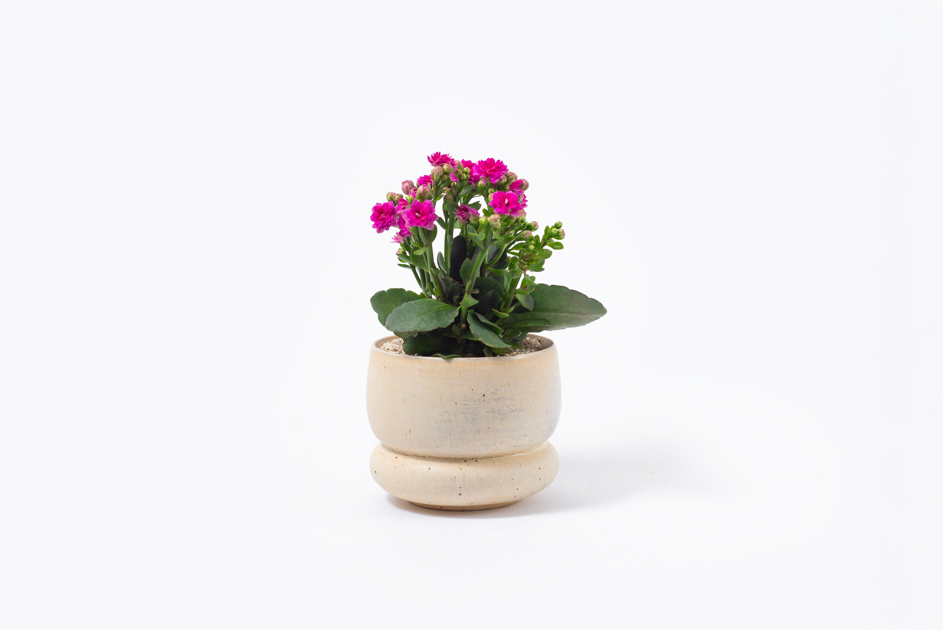 多肉植物圖鑑：好運花:長壽花-盆栽