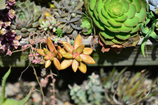 景天科多肉植物 多肉植物銘月景天科1