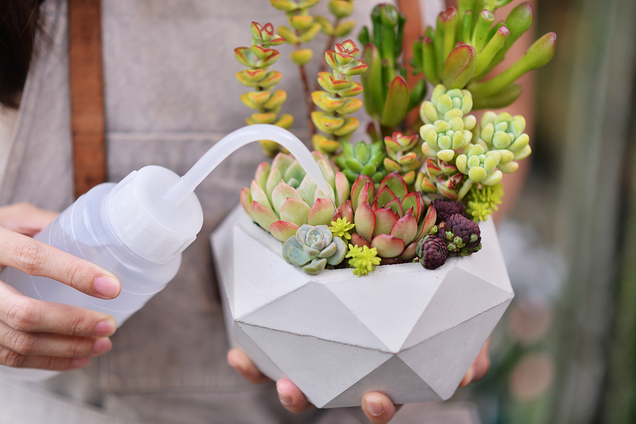 【完整教學】植物照顧終極指南 向黑手指說掰掰 多肉澆水