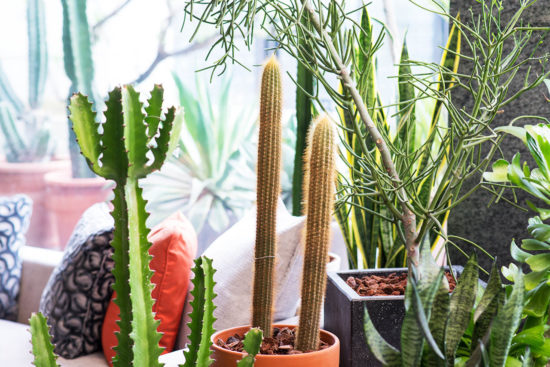 全日照？半日照？教你搞懂植物的需要！ 大型仙人掌