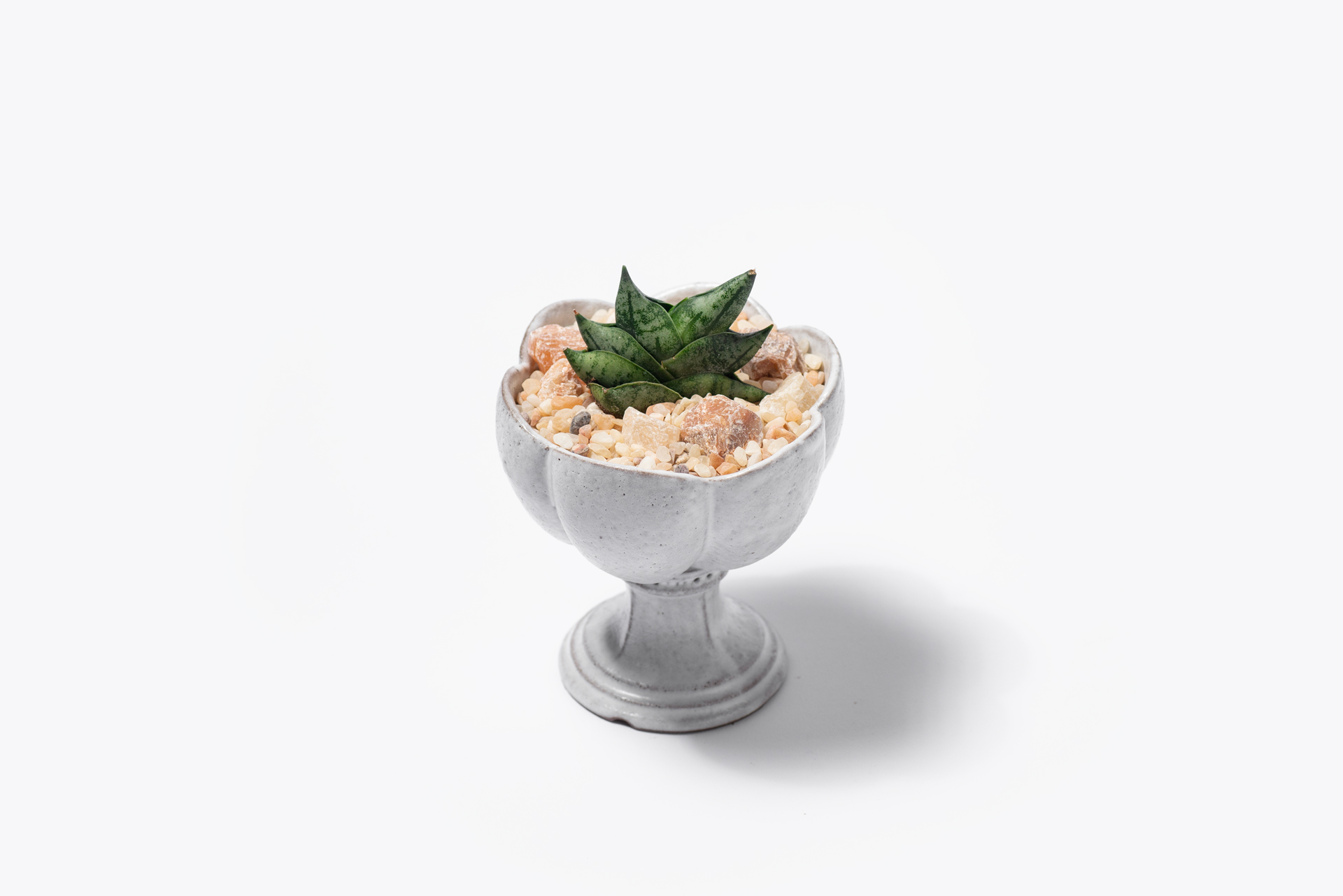 姬佛手與台灣盆