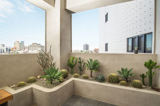 熱帶植物多肉植物佈置