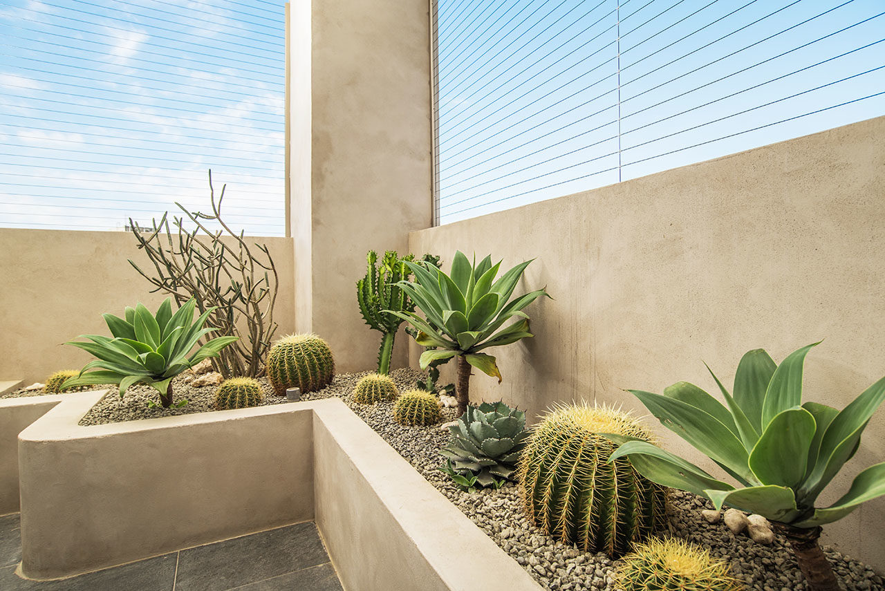 宜蘭多肉植物陽台造景一週後-熱帶植物造景