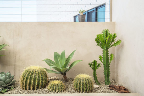 熱帶植物名稱：仙人掌