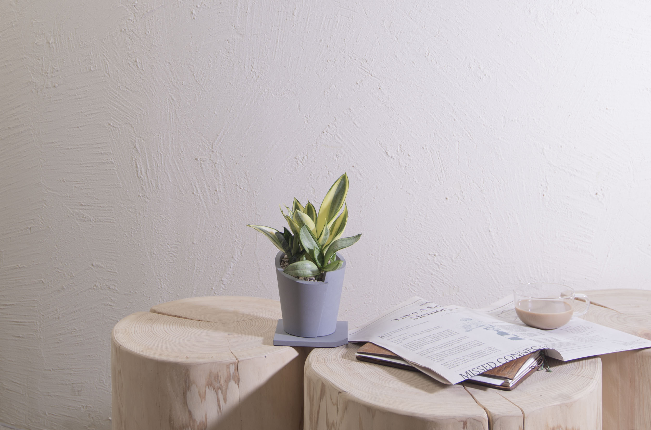 祝賀展覽順利 盆栽花籃怎麼挑選好？ 室內種植也沒問題的虎尾蘭盆栽0