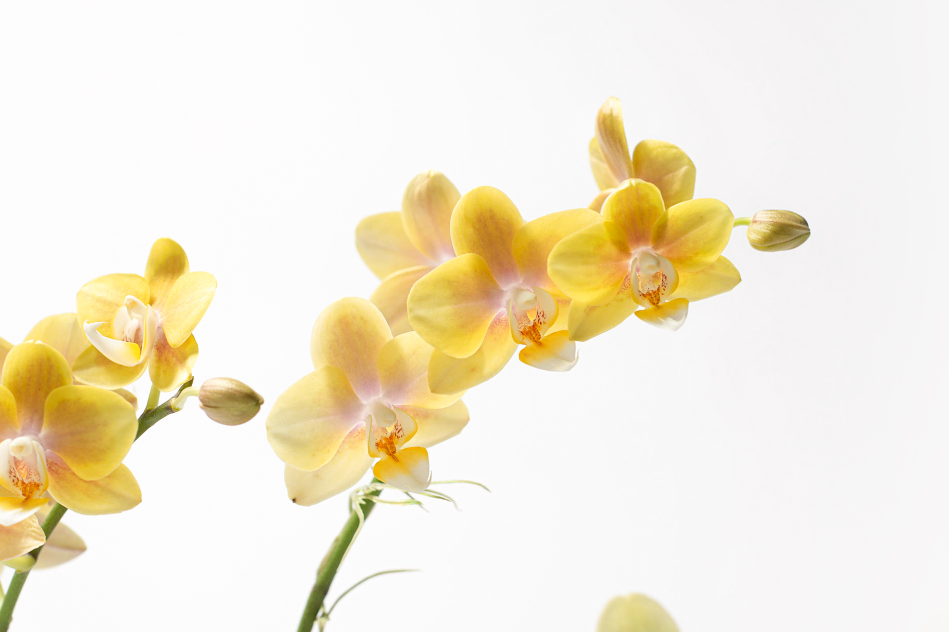 寵物友善植物推薦！ 嚴選 8 種綠意到家 寄恆時若 蘭花盆栽組合1 拷貝