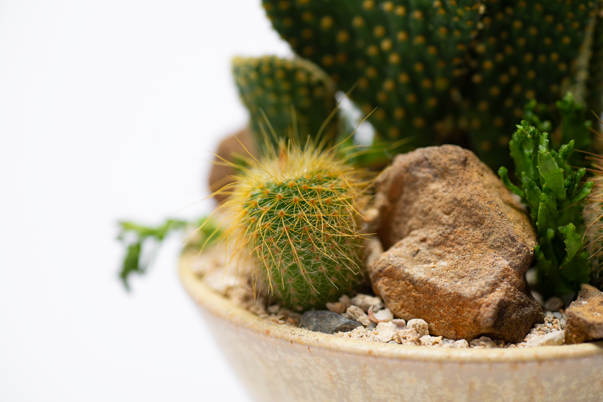 岩釉佳景＿陶室＿暖雛仙人掌特寫