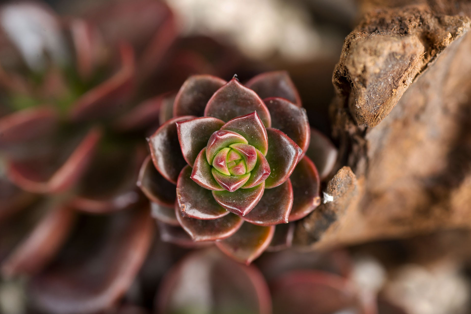 植物照顧的心法