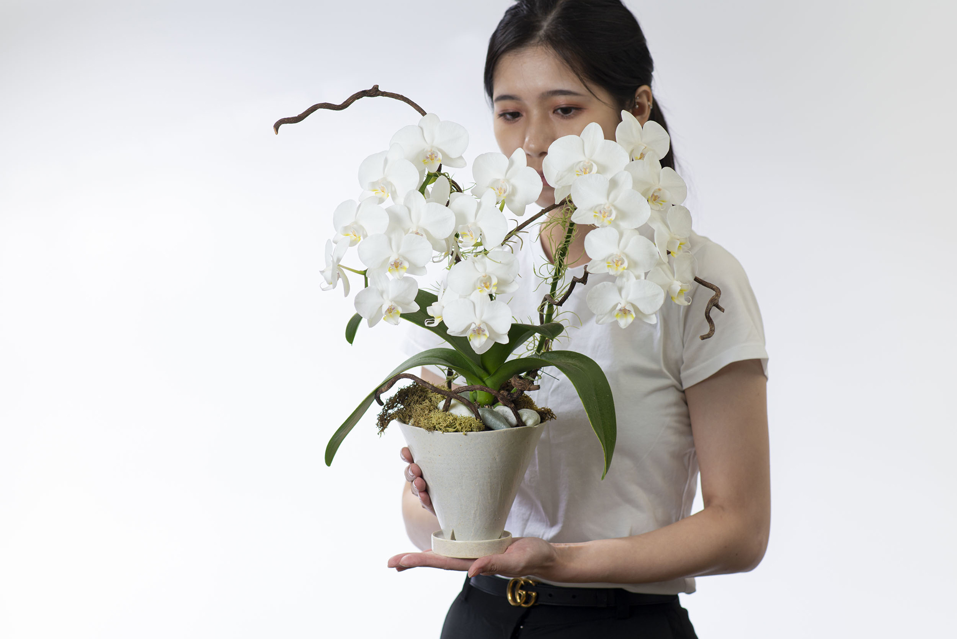 德安鍾存 白色典雅蘭花盆栽4