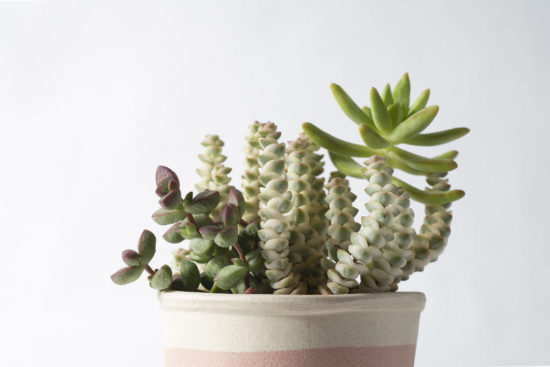 景天科多肉植物 數珠星錦 景天科 青索龍屬Crassula Baby Necklace variegated6