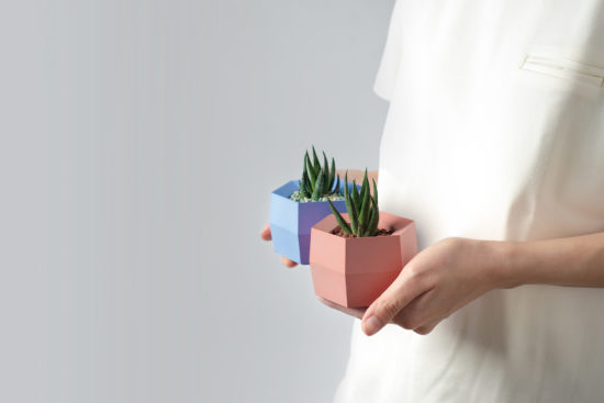 藍色紅色植物禮物