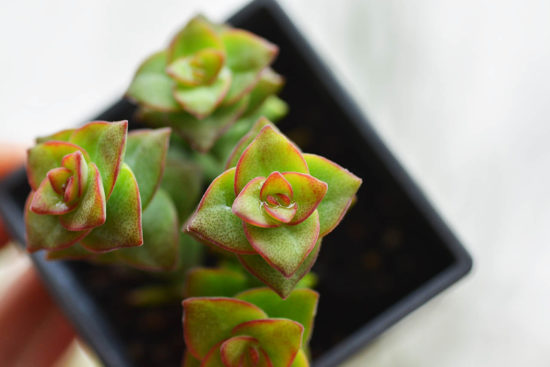 景天科多肉植物 星乙女 多肉植物2