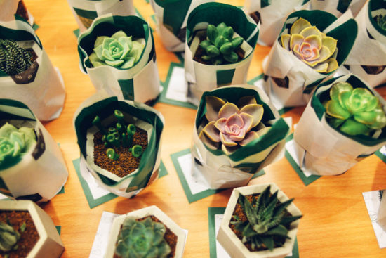 台北室內活動多肉植物