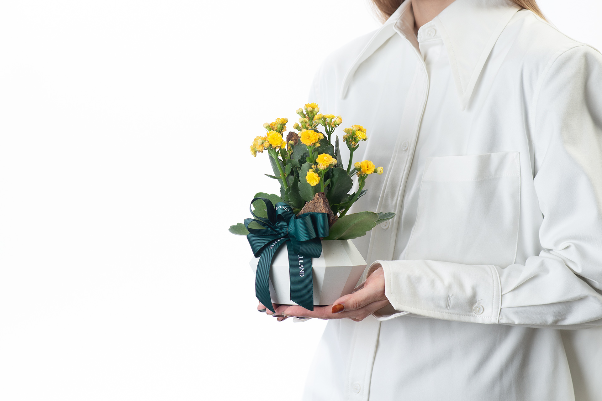 祝福新工作盆栽