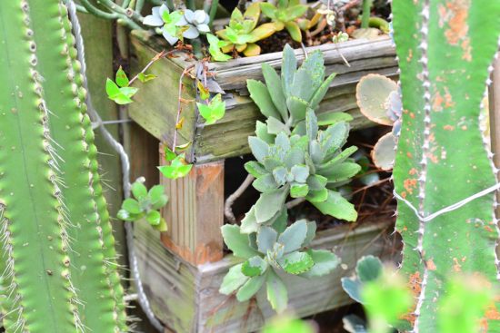 景天科多肉植物 月之光 兔耳 多肉2