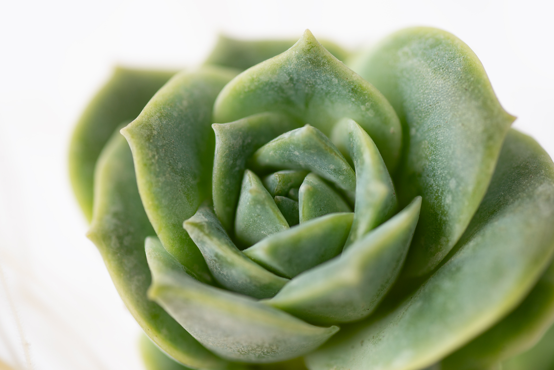 可愛玫瑰多肉特寫