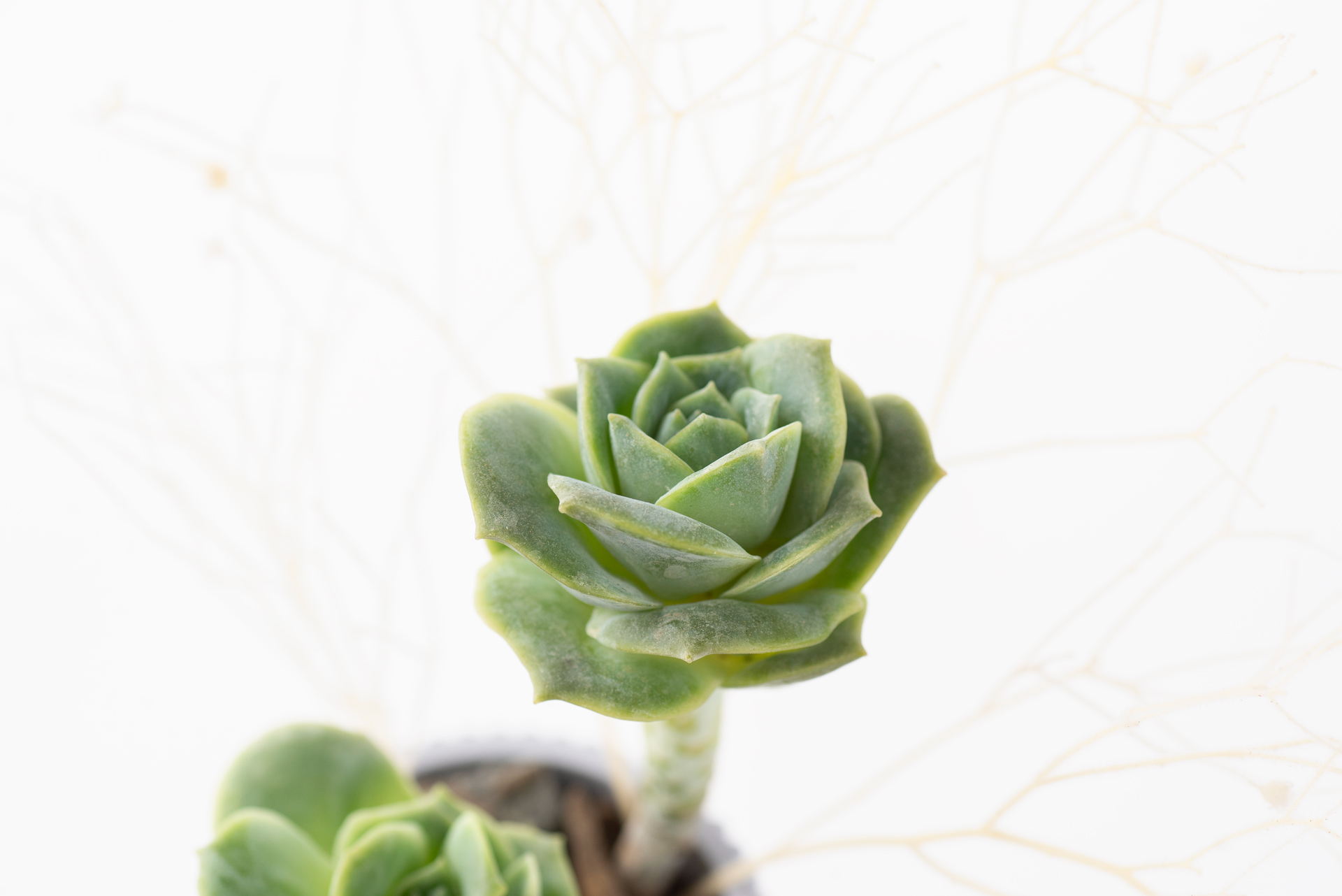 玫瑰樣子的多肉