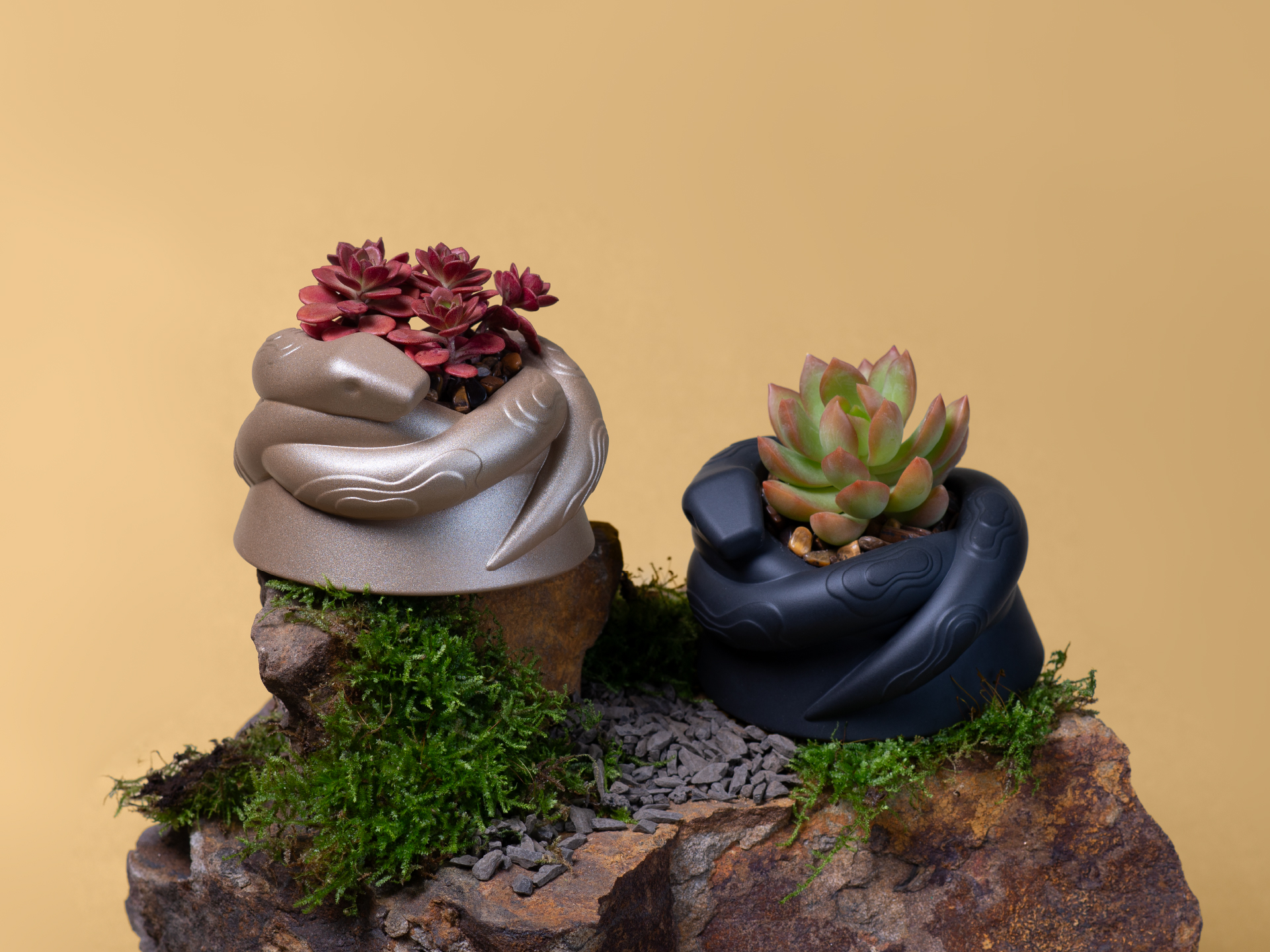 有肉春節_送禮植栽盆_黑金_橫