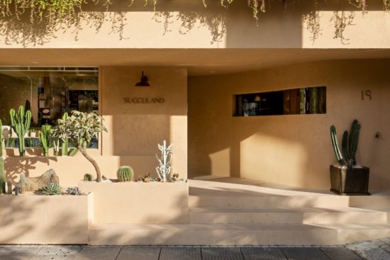 多肉圖鑑：玉露壽 阿福花科 有肉門市