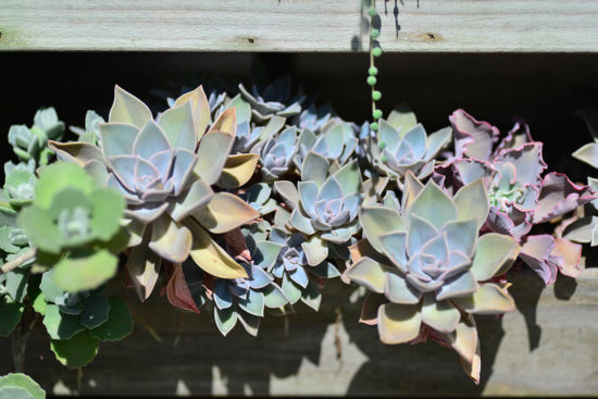 景天科多肉植物 朧月