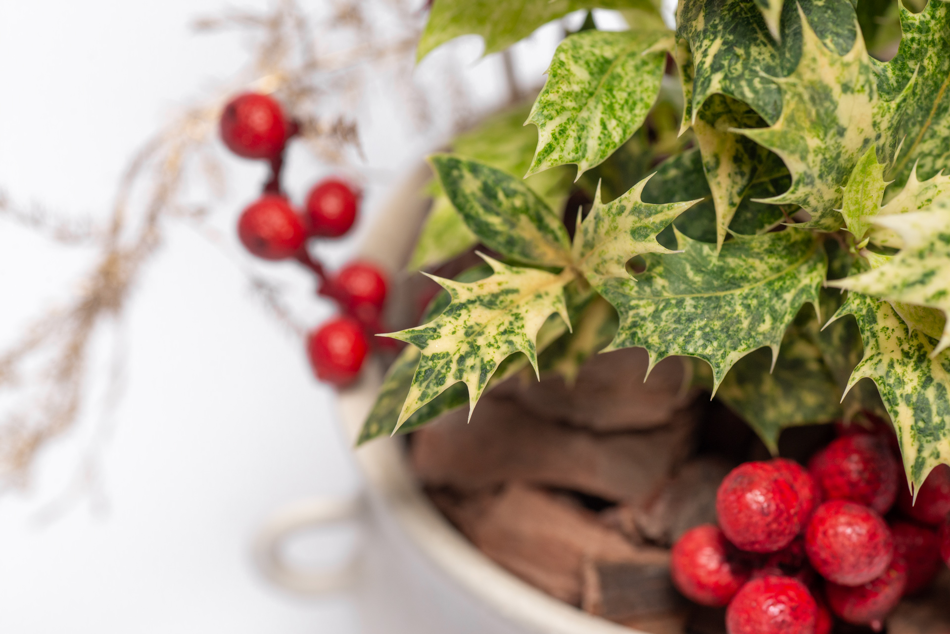 木樨屬-斑葉冬青刺桂斑葉細節