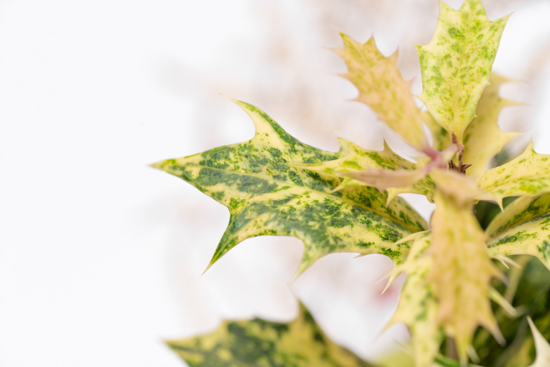 木樨屬-斑葉冬青刺桂-如冬青的刺葉