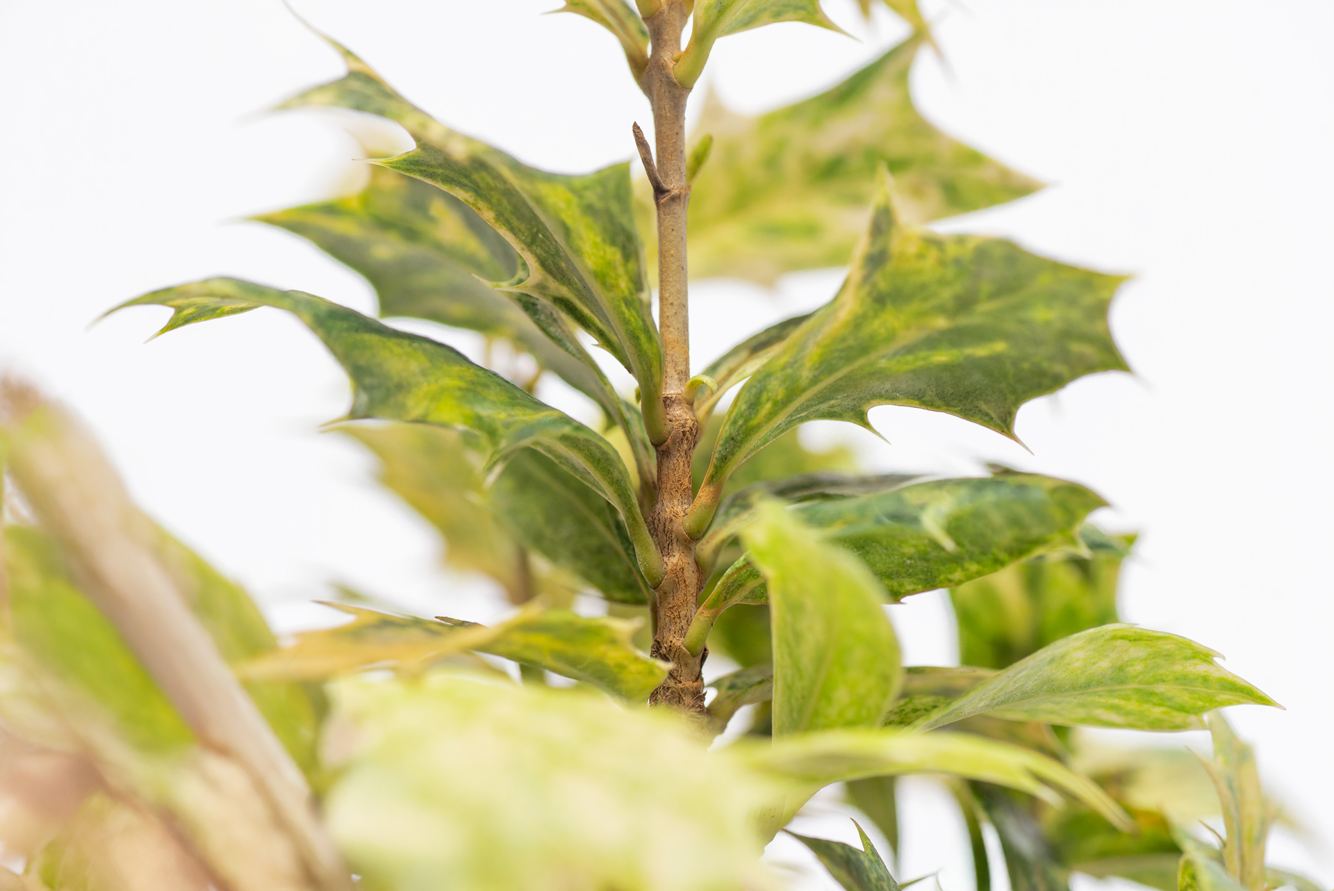 木樨屬-斑葉冬青刺桂-對生葉片