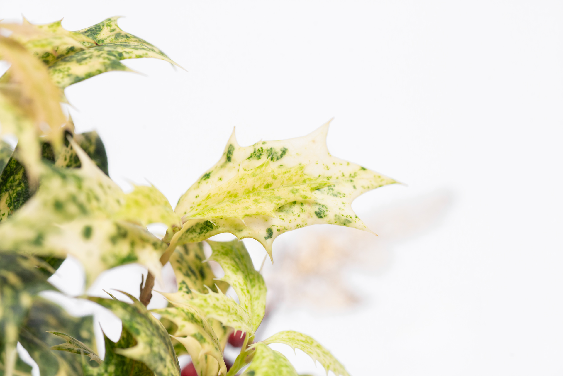 木樨屬-斑葉冬青刺桂-新葉顏色