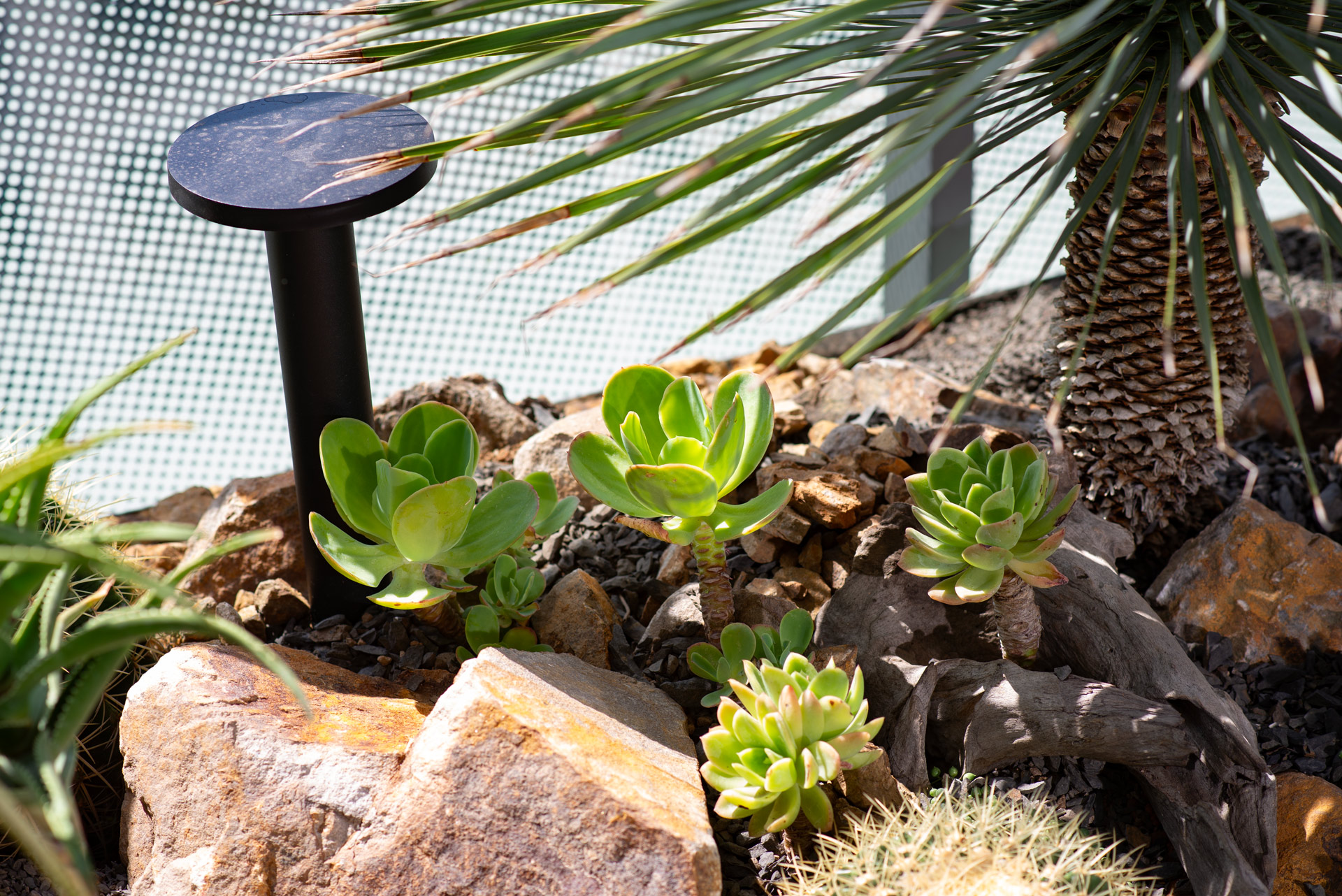 祝賀展覽順利 盆栽花籃怎麼挑選好？ 林口陽台造景by有肉00009