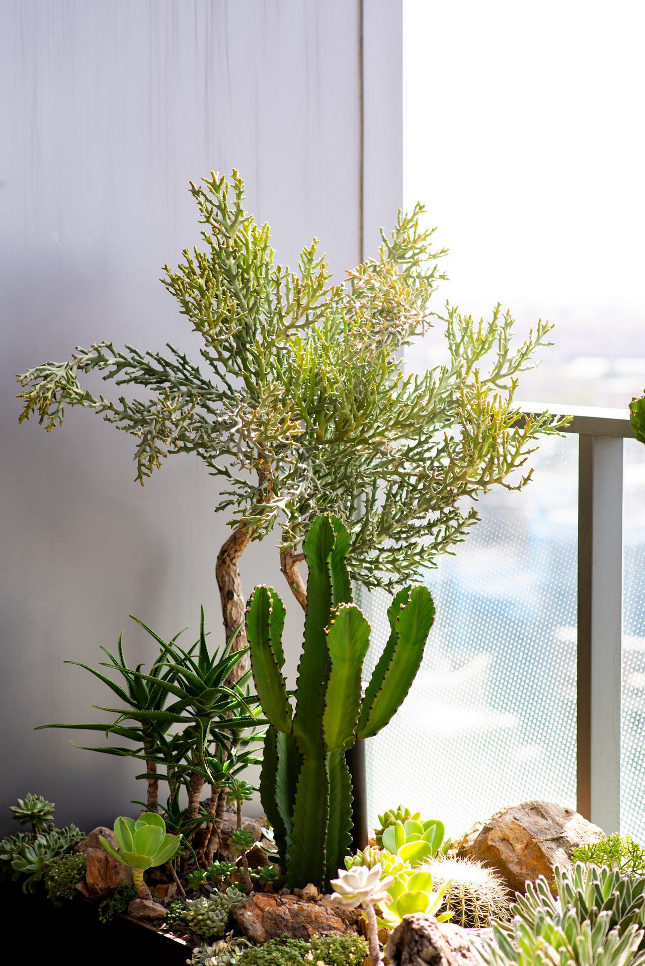 造景設計植物選定