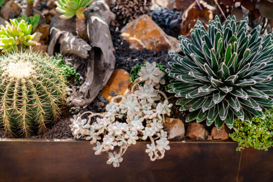 多種旱生植物的混合造景