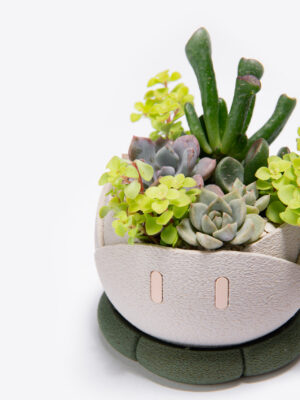 ワクワク（Waku Waku）