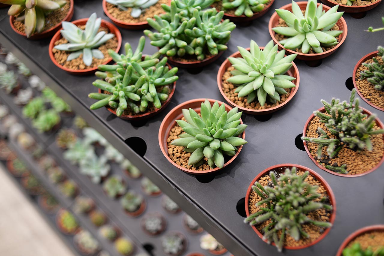 實體門市 植物挑選區