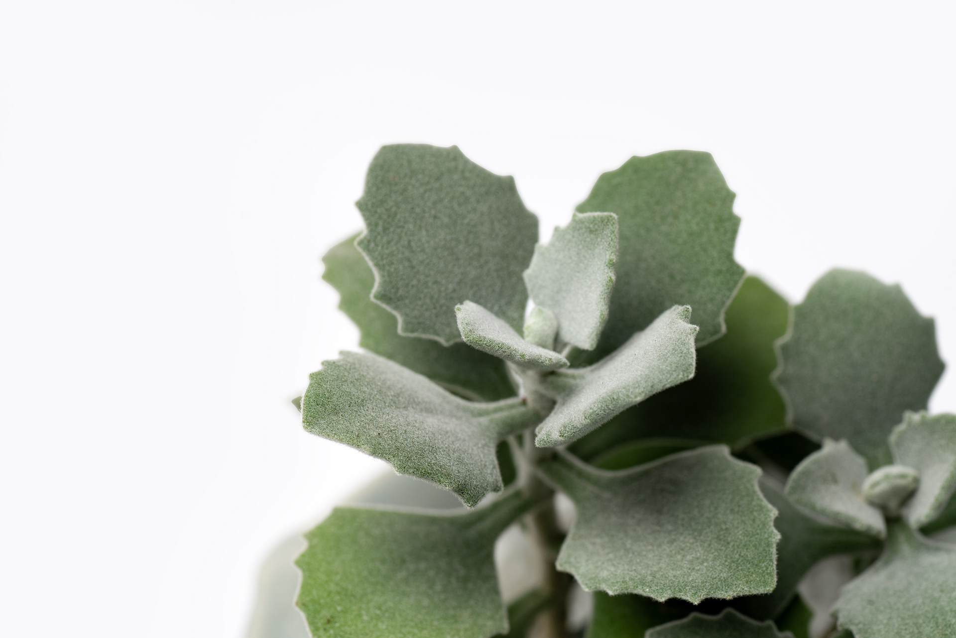 Kalanchoe millotii 千兔耳葉片頂端