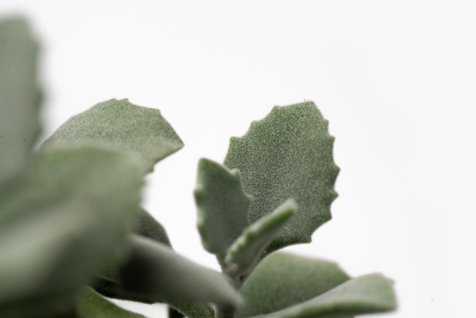 Kalanchoe millotii 千兔耳葉片絨毛